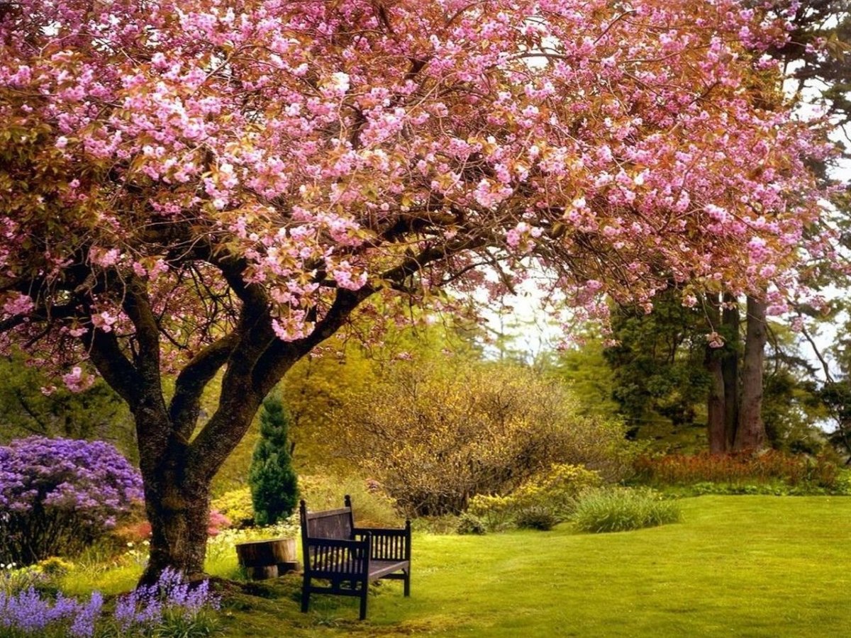 Красивый сад Сакуры