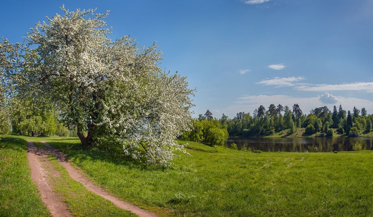 Ясная Поляна цветение яблонь