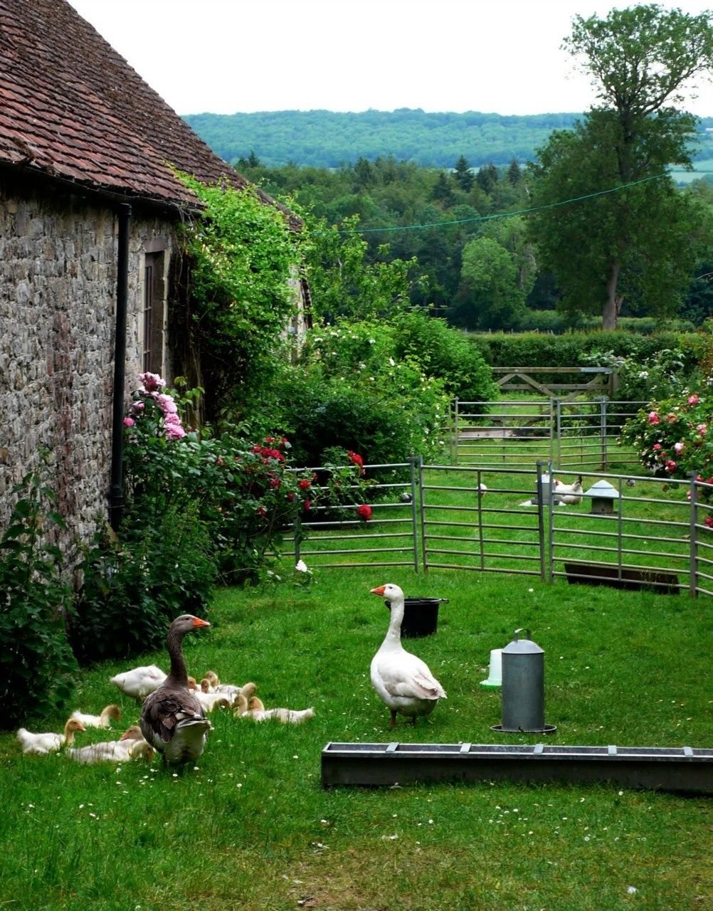 Загородная ферма. Красивая деревня. Ландшафт домика в деревне. Красивый деревенский дворик. Сад в деревне.