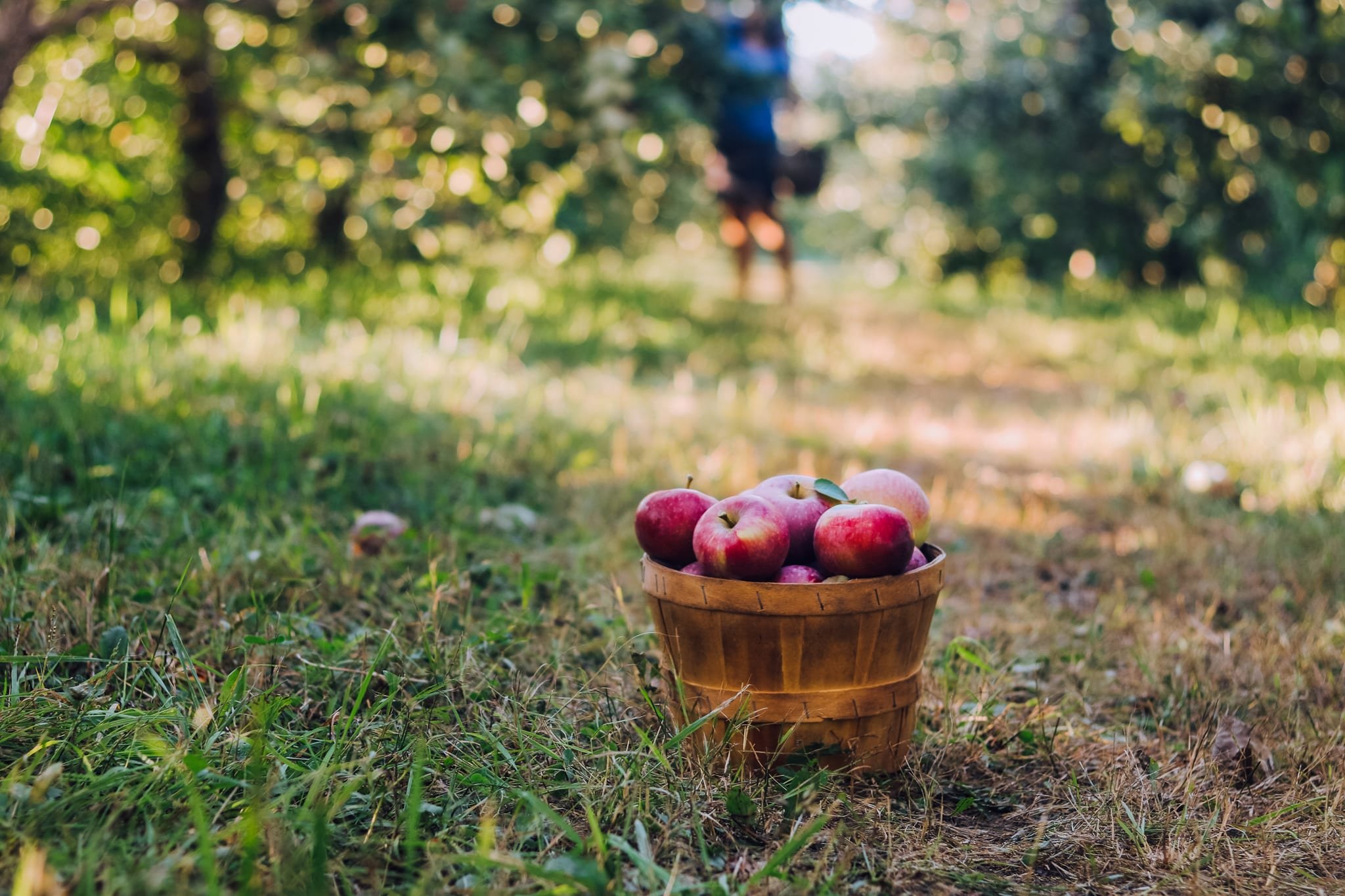 Замечены яблоки. Ведро яблок. Сбор яблок в саду. Фотосессия с яблоками. Яблоки в ряд.