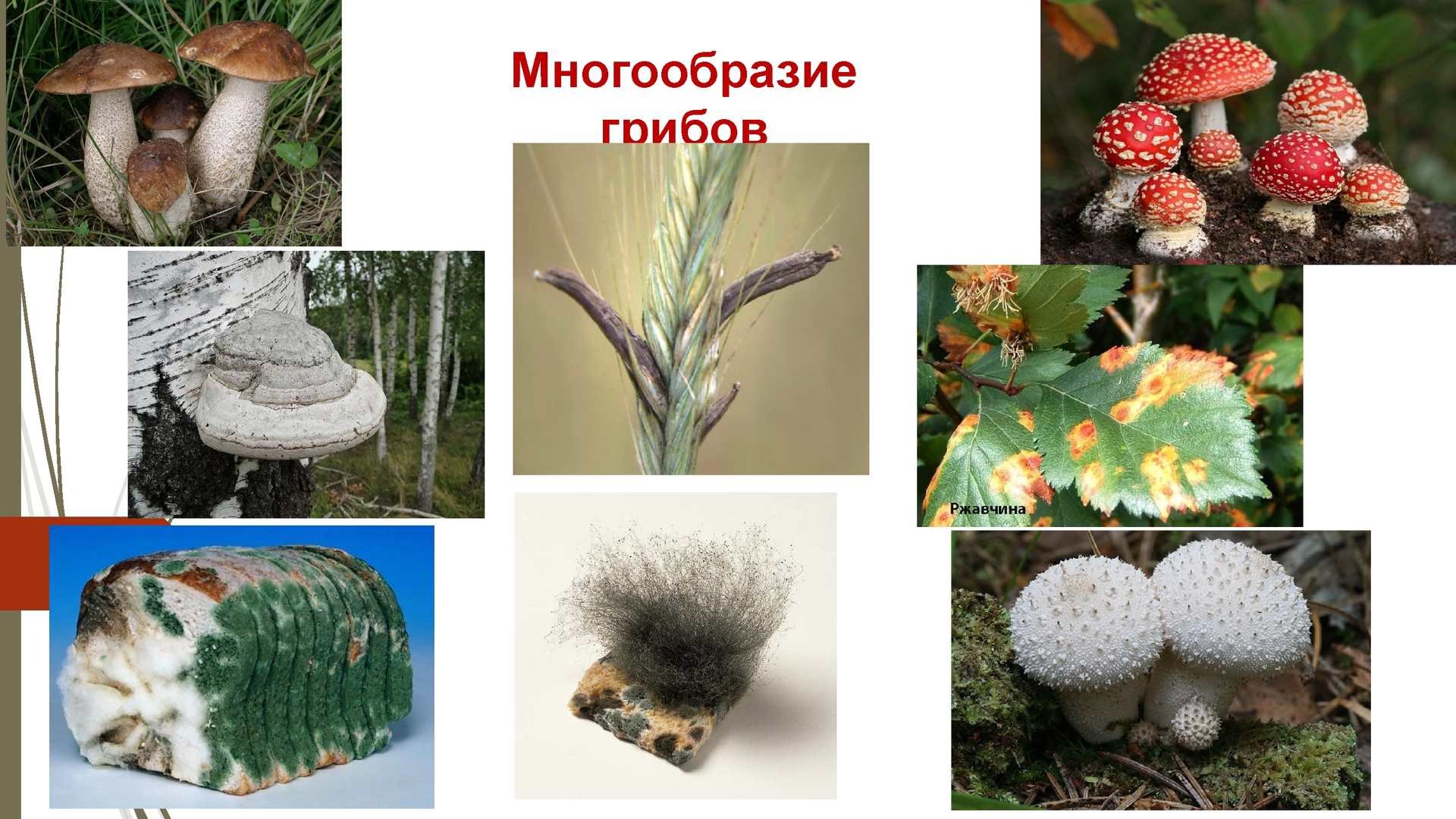 Грибы для людей и природы. Царство грибы многообразие грибов. Многообразие грибов 5 класс биология. Разнообразие грибов в природе. Многообразные грибы.