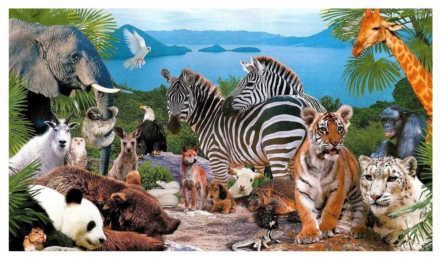 Как объяснить разнообразие видов животных. Животный мир. Много животных. Животный мир планеты.