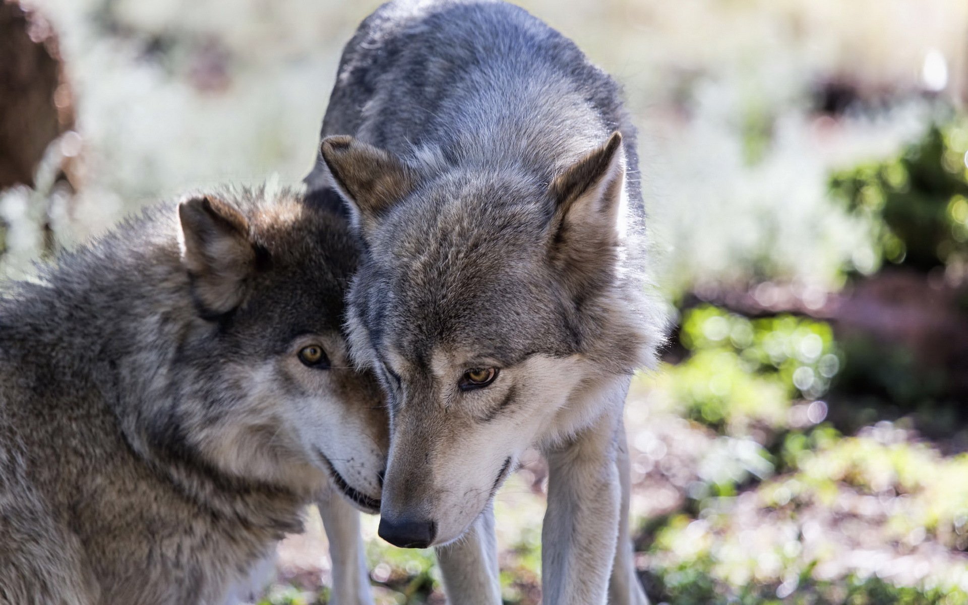 Красивые обои волки. Canis Lupus cubanensis. Волк и волчица. Красивый волк. Волчица фото.