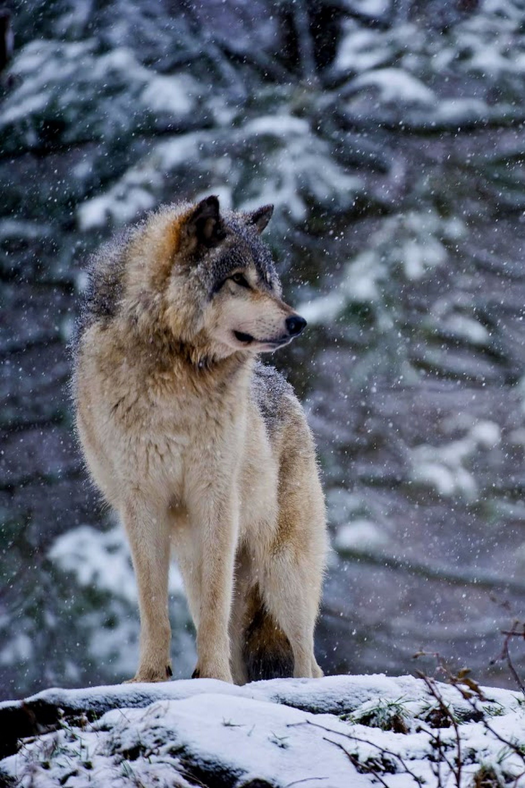 Природу про волков. Красивый волк. Волк зимой. Большие волки. Одинокие волки.
