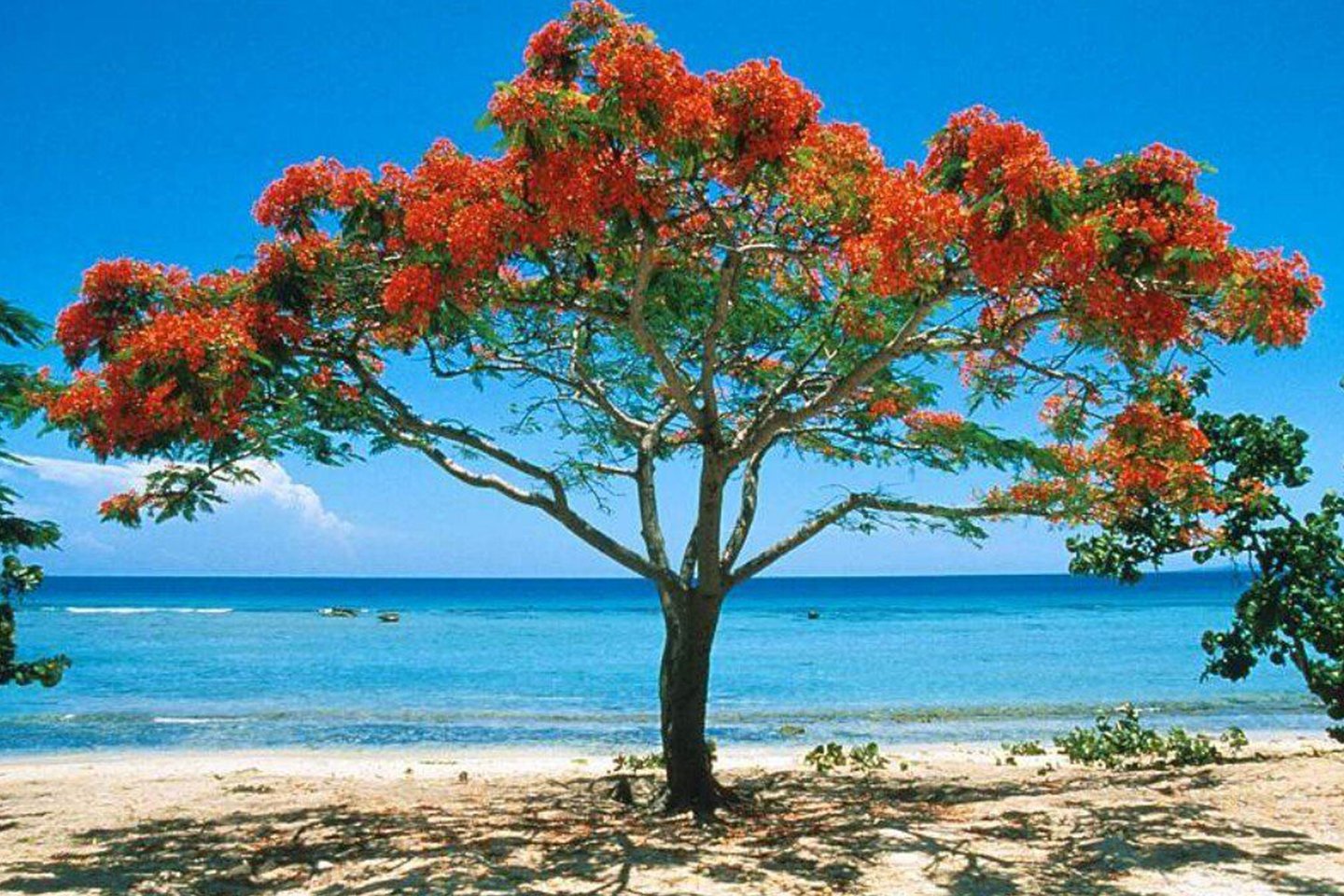 Кубинские названия. Делоникс дерево. Куба Кампешевое дерево. Кампешевое дерево в Мексике.