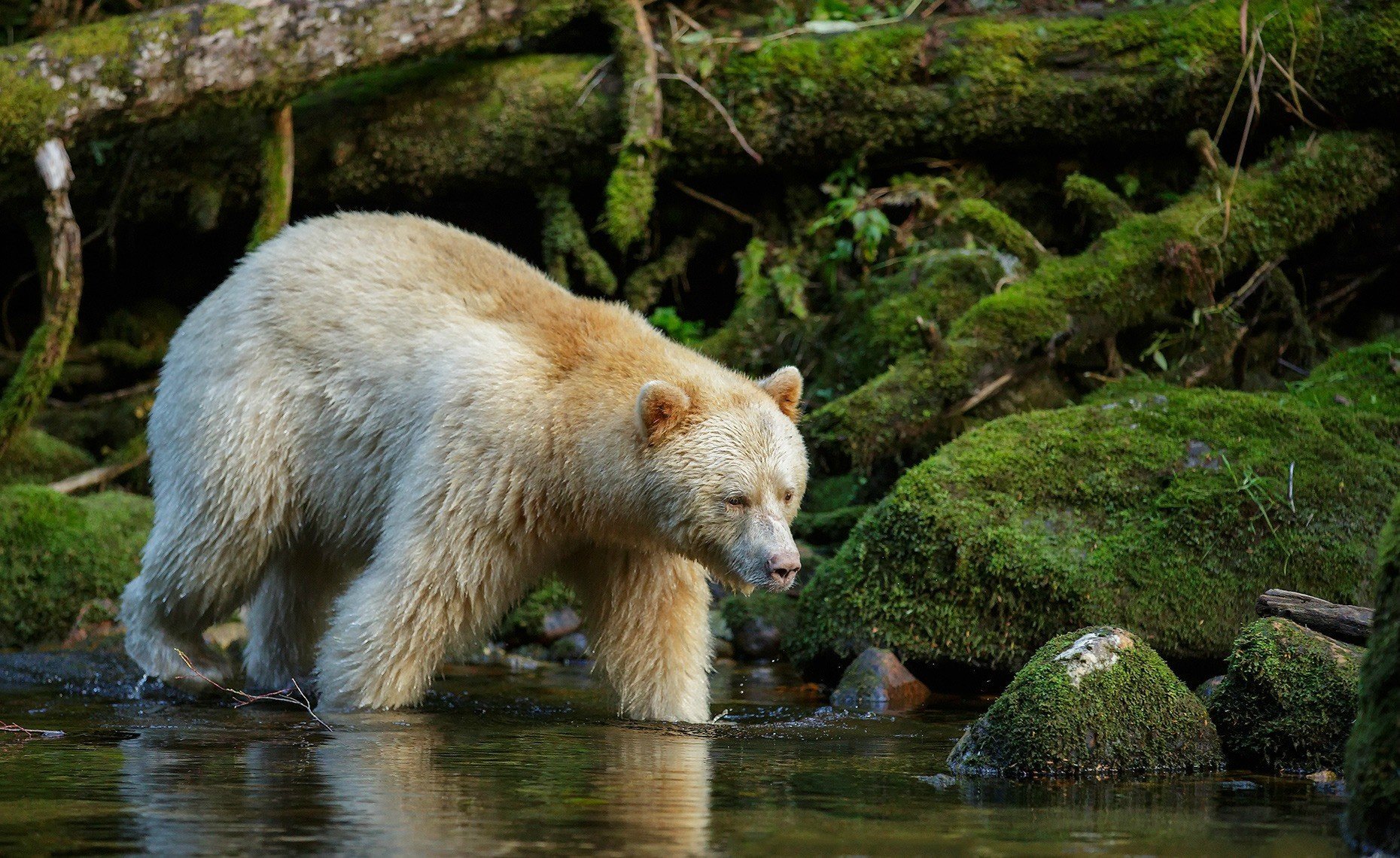 Звери живой природы. Кермодский медведь. Природа и животные. Природа России животные. Красота природы животные.