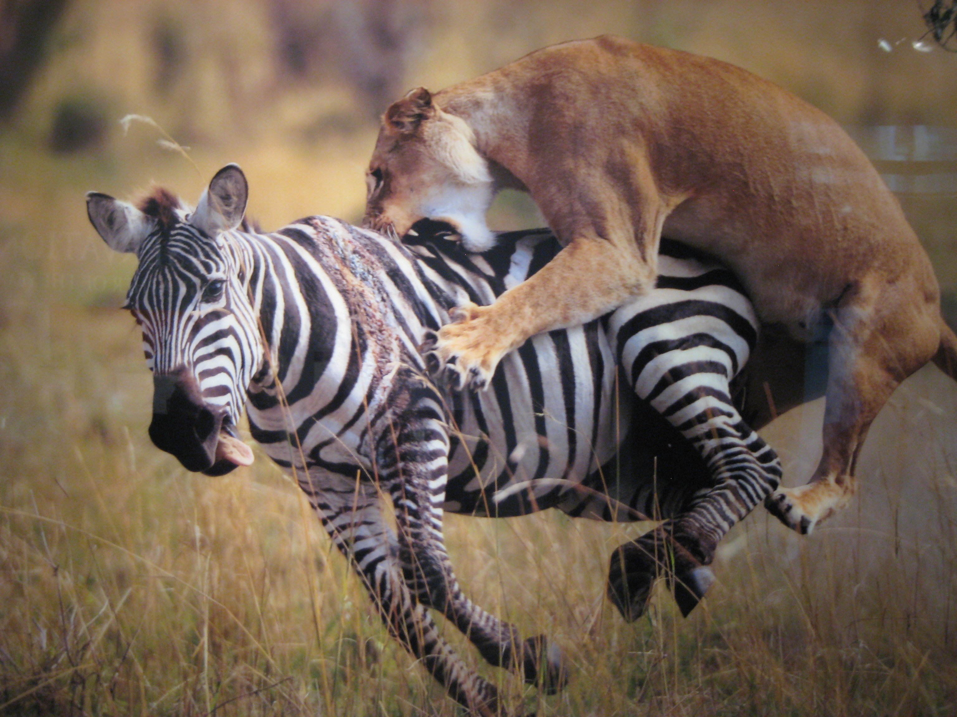 Спаривание зебр. Межвидовая борьба конкуренция. Лев охотится на зебру. Конкуренция животные.