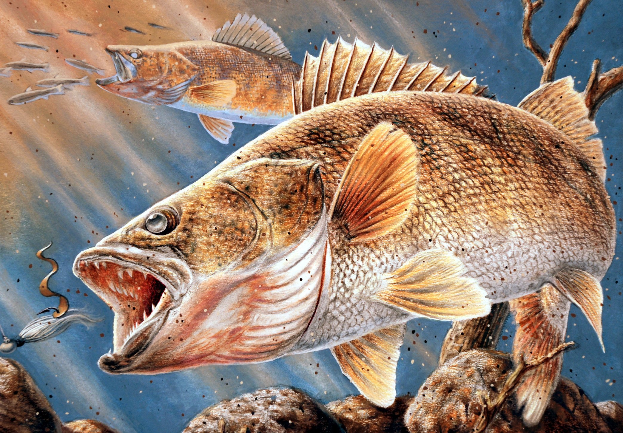 Щука и речной окунь тип взаимоотношений. Tommy Kinnerup рыбы. Рыбы хищники. Хищная Речная рыба. Судак рыба.