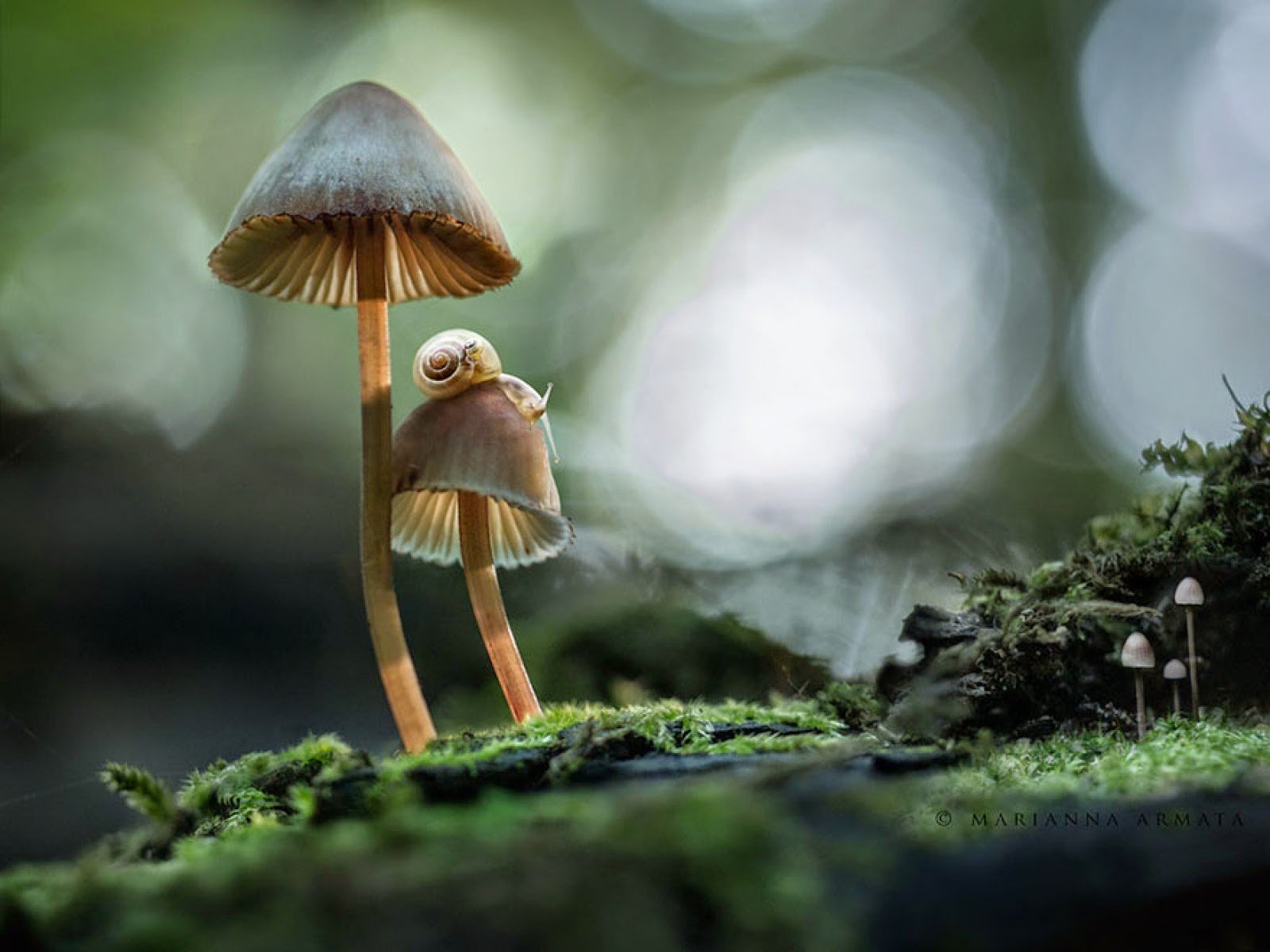 Грибы для людей и природы. Сказочные грибы. Магические грибы.