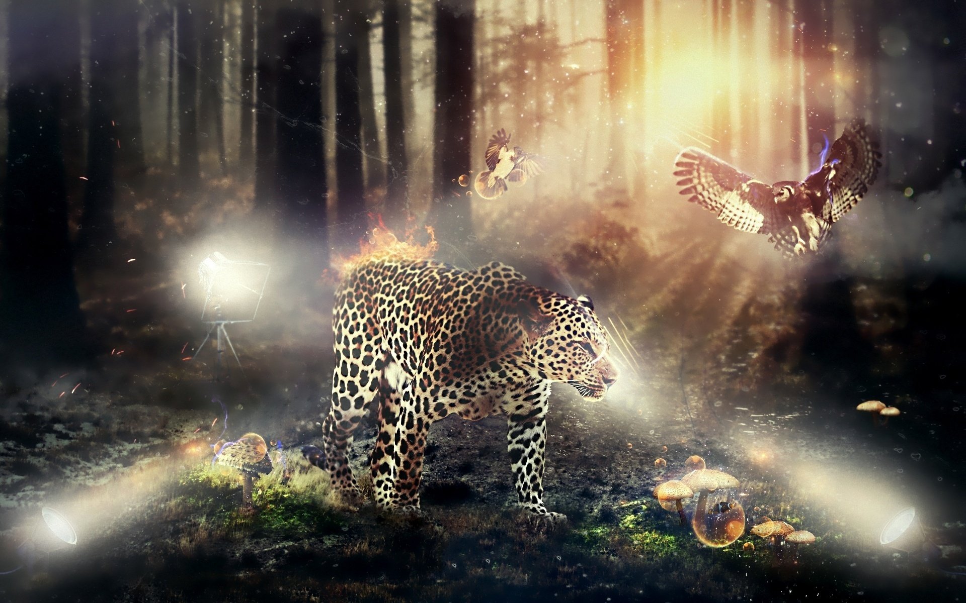 Программа дикой природы. Леопард обои. Красивый фон с животными. Фантастические животные. Леопард в лесу.