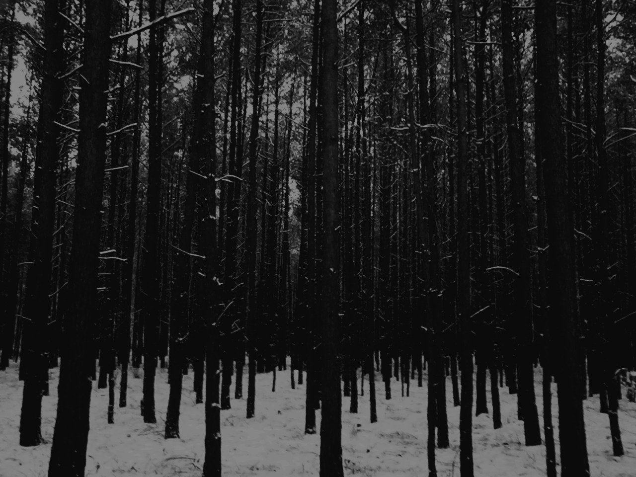 стим черный лес фото 65