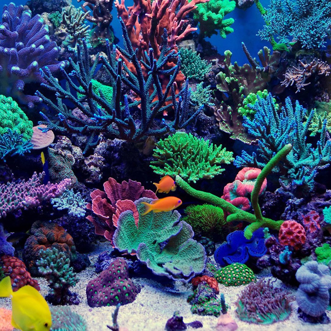 Водоросли на морском дне. Коралловый риф для аквариума. Морской аквариум коралловый риф. Рифы в океане. Водоросли рифы.