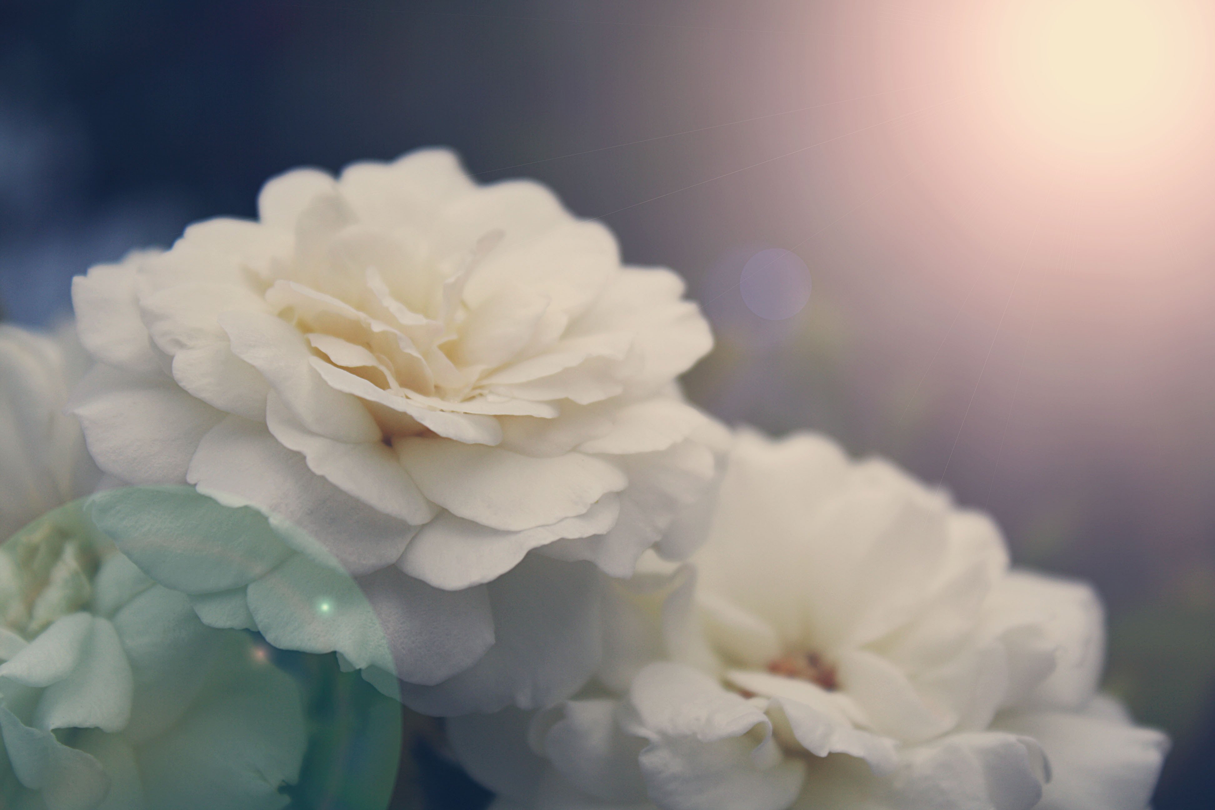 Минус самая нежная. Нежный цветок. Белые цветы. Нежные цветочки. Красивые белые цветы.