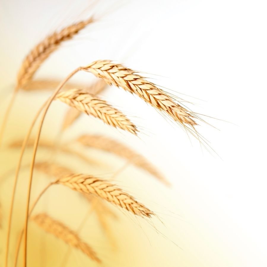 В тишине полей наливаются золотом колосья. Фон колосья. Поле пшеницы. Колосья пшеницы. Хлебный Колос.