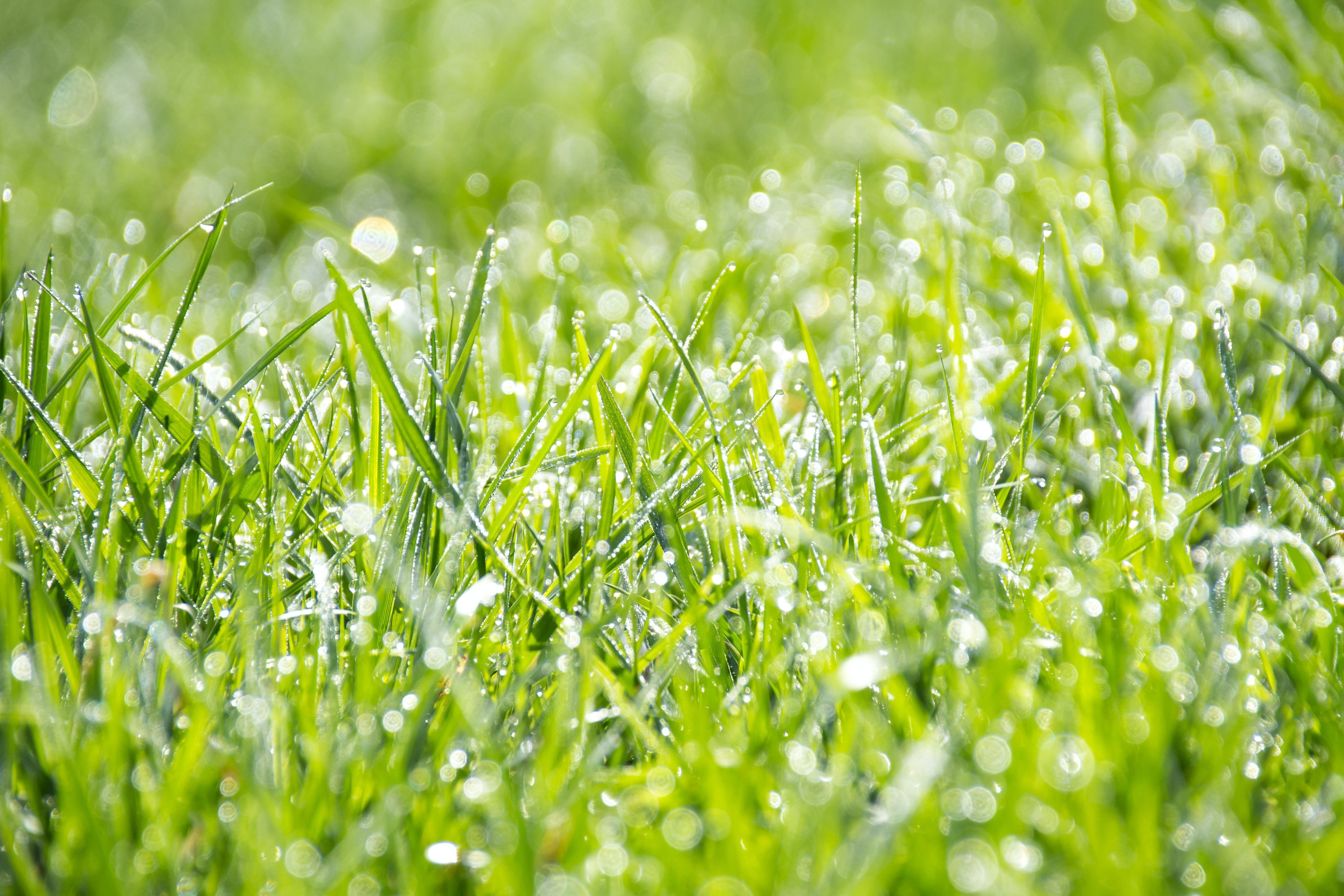 Картинка травы. Зеленая трава. Трава фон. Весенний газон. Роса на траве.