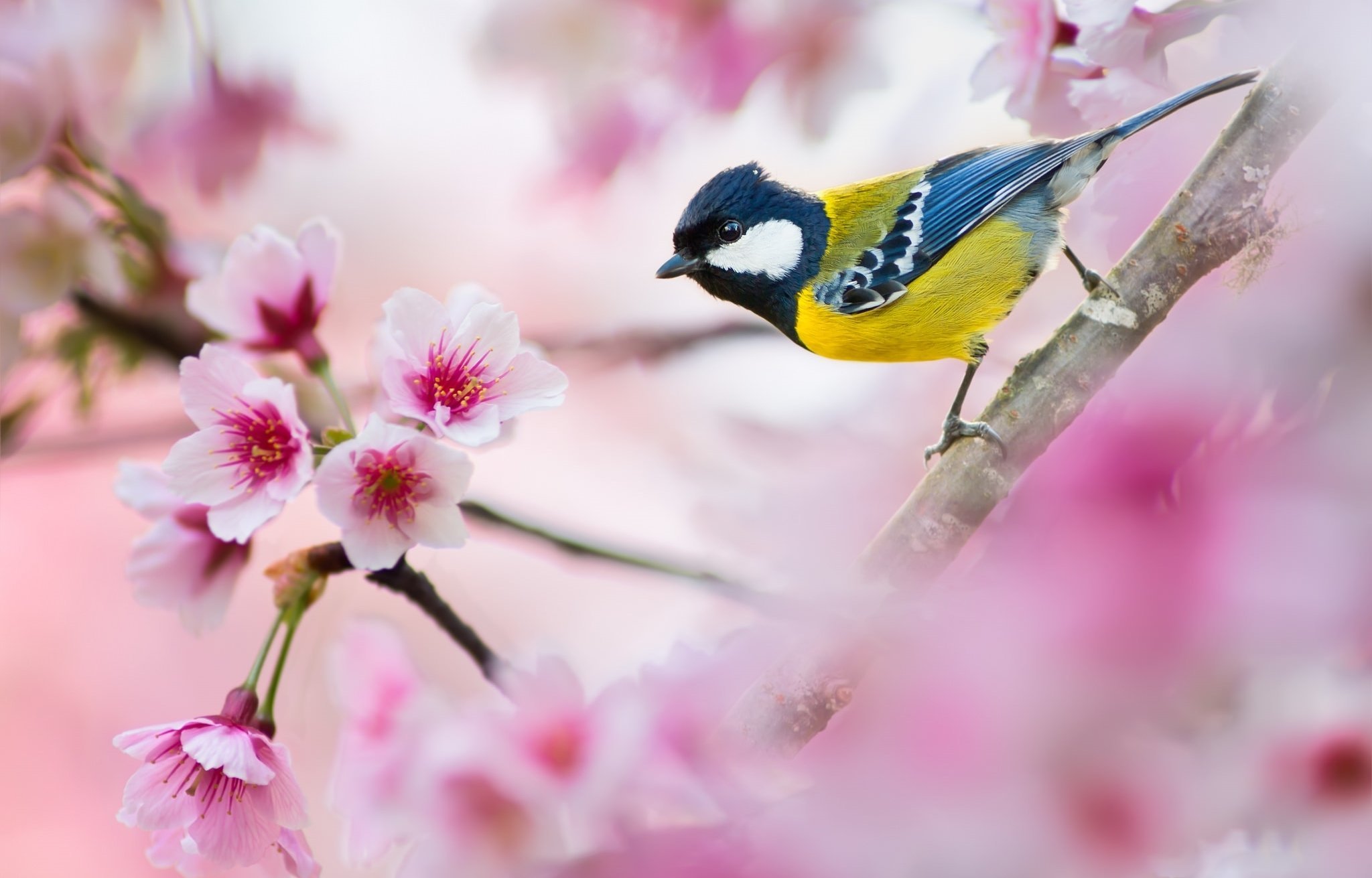 Весенний день птиц. Весенние птички. Птица на цветущей ветке. Птицы весной.