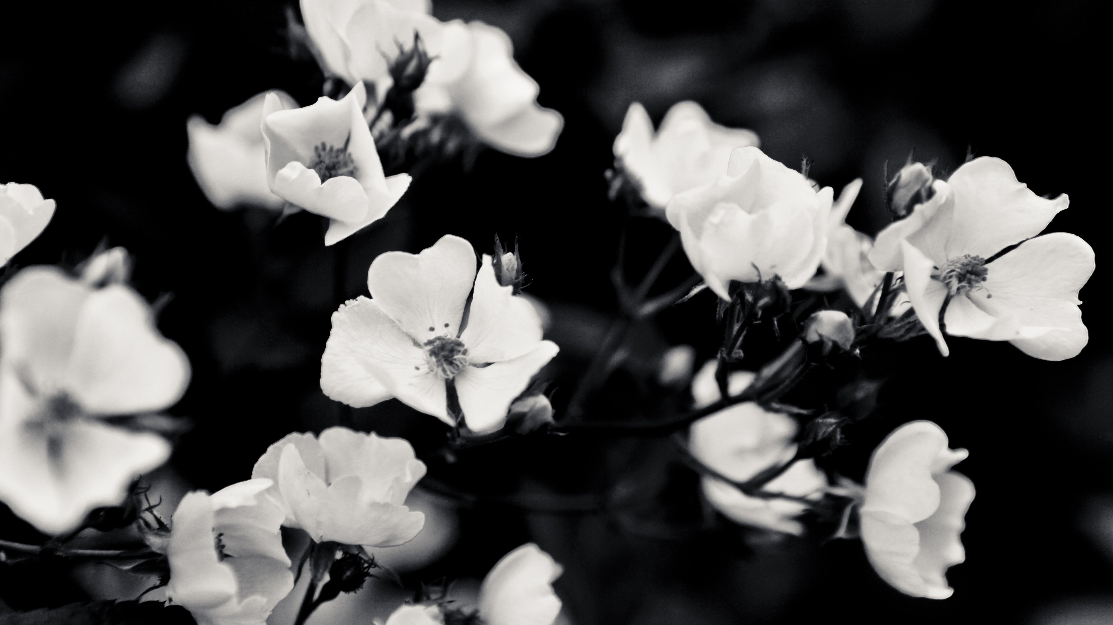 Загадки черного и белого цветов