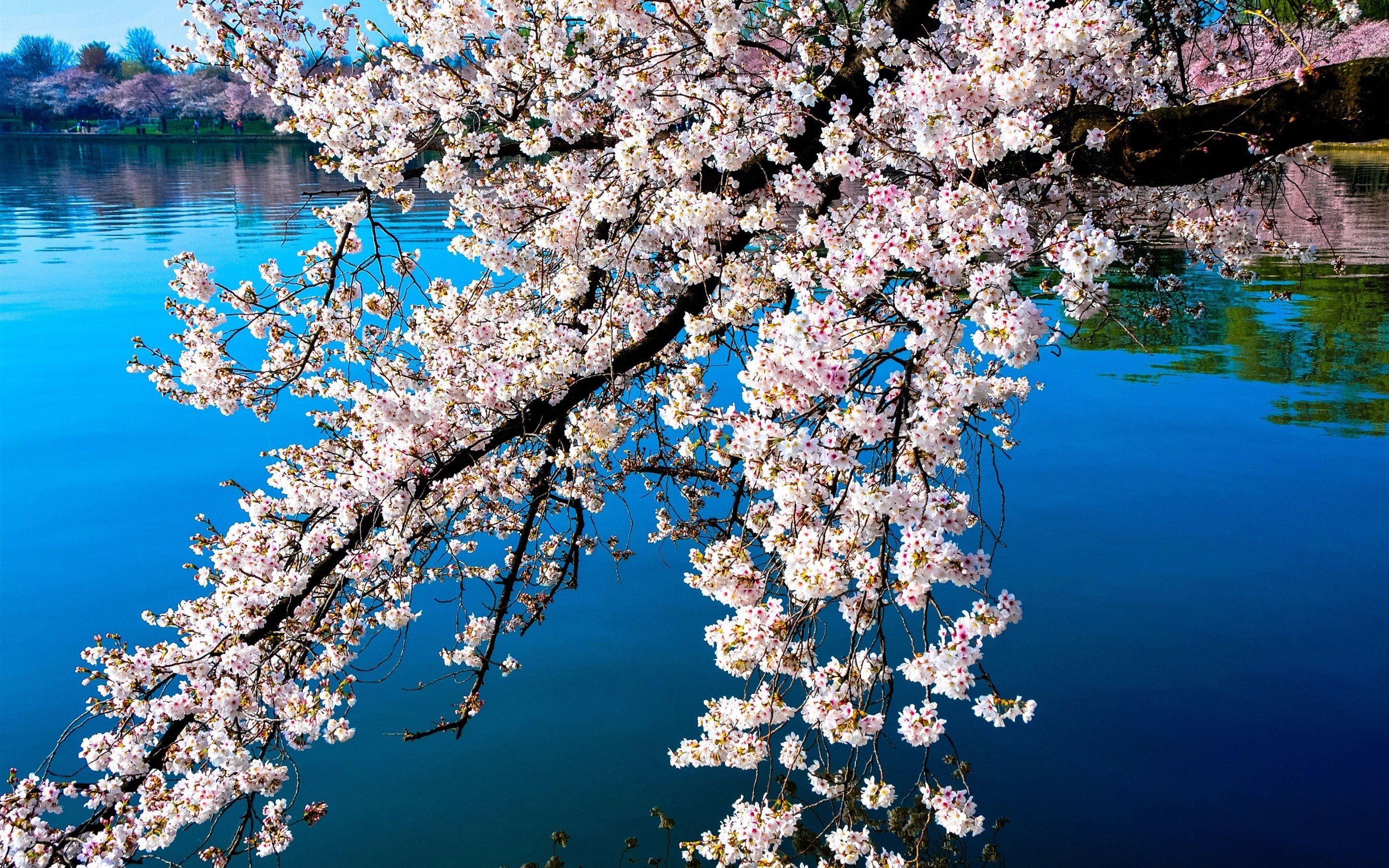 Сакура вишня цветет
