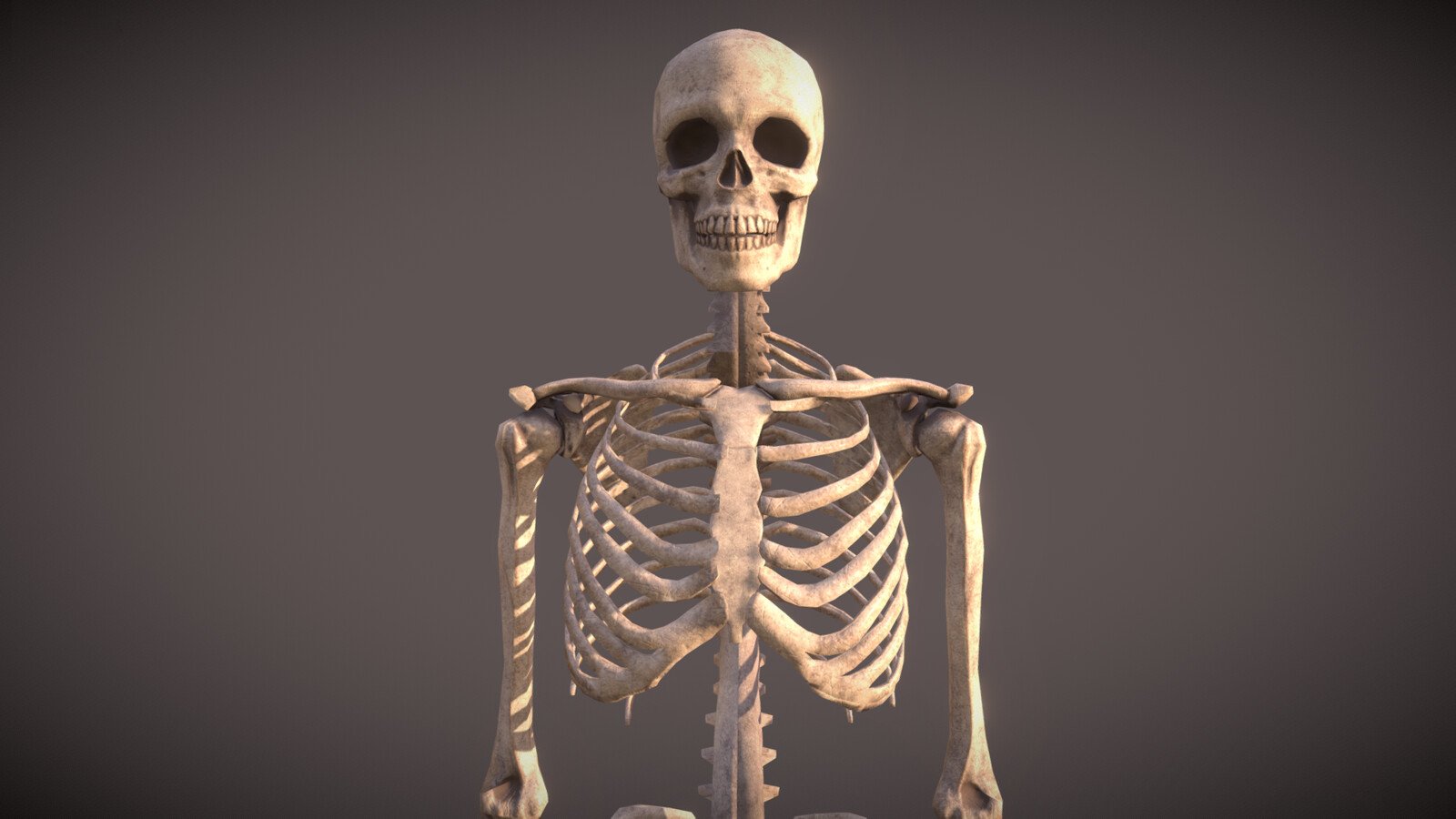 Прямо на скелет. Человеческий скелет. Фон скелет. Скелет на черном фоне.