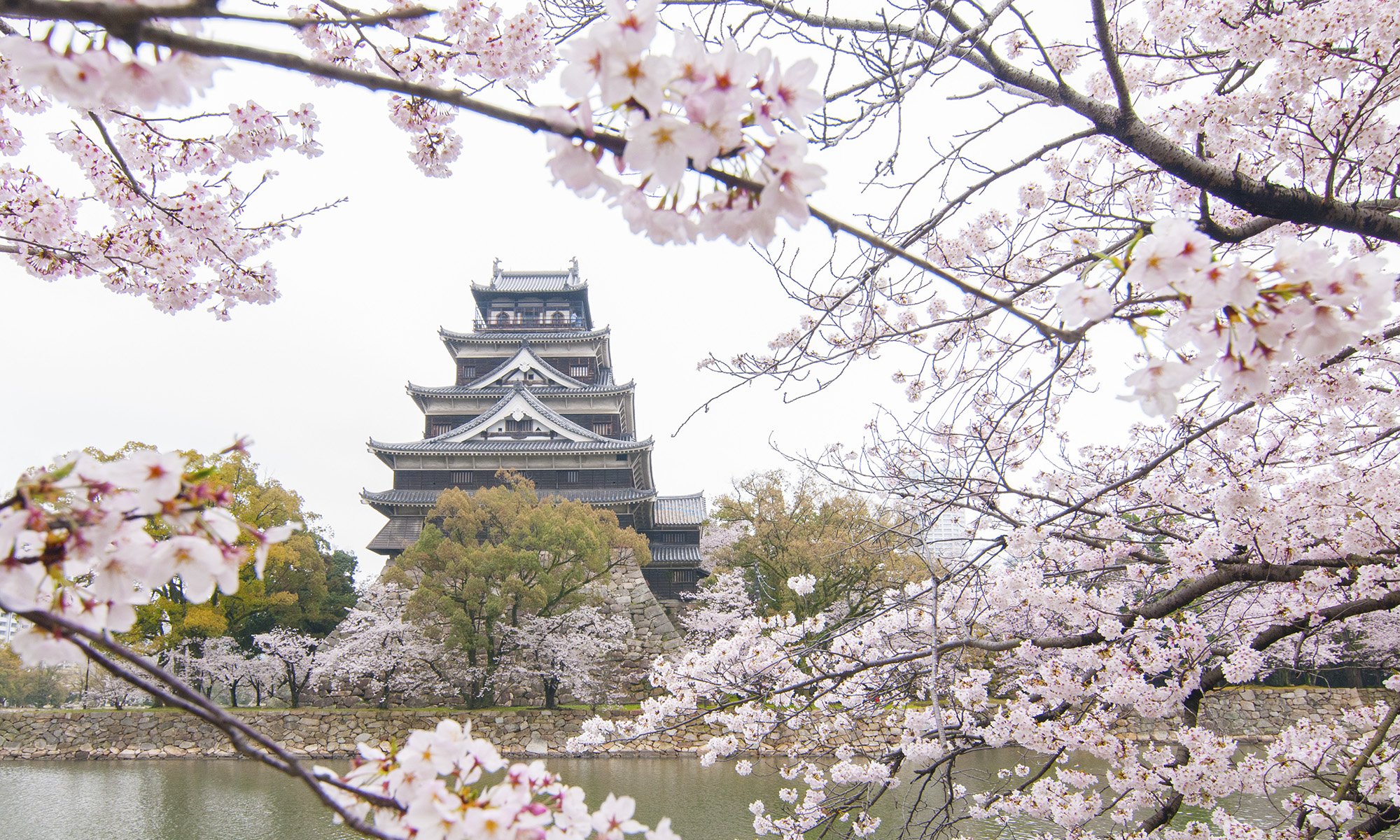Japanese blossom. Синтоистский храм на Фудзияме. Сакура и храм. Фудзи Сакура храм. Сакура в Шанхае.