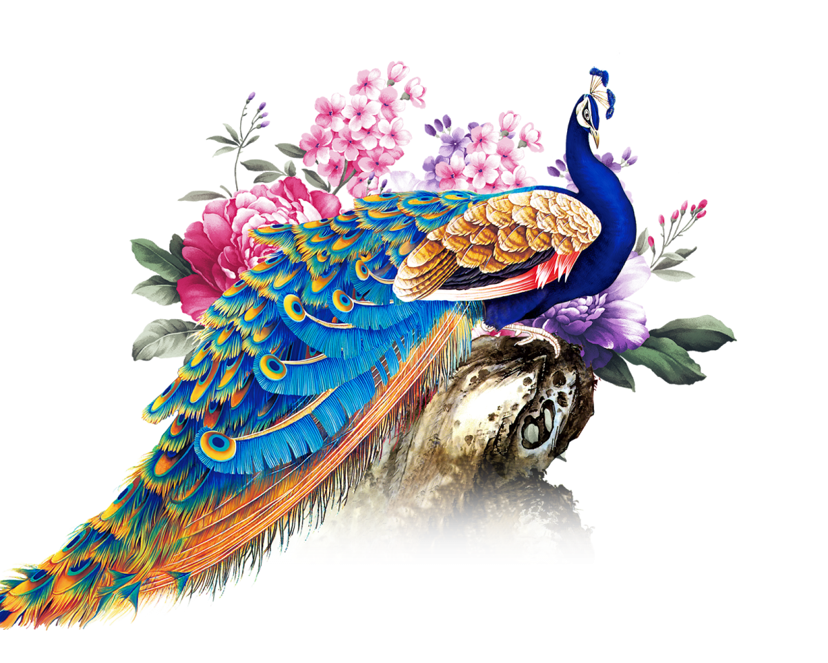 Павлин рисунок