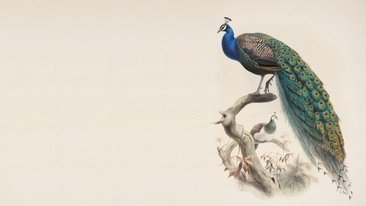 Павлины на ветке