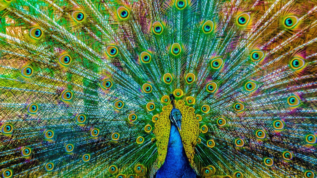 Павлин симметрия