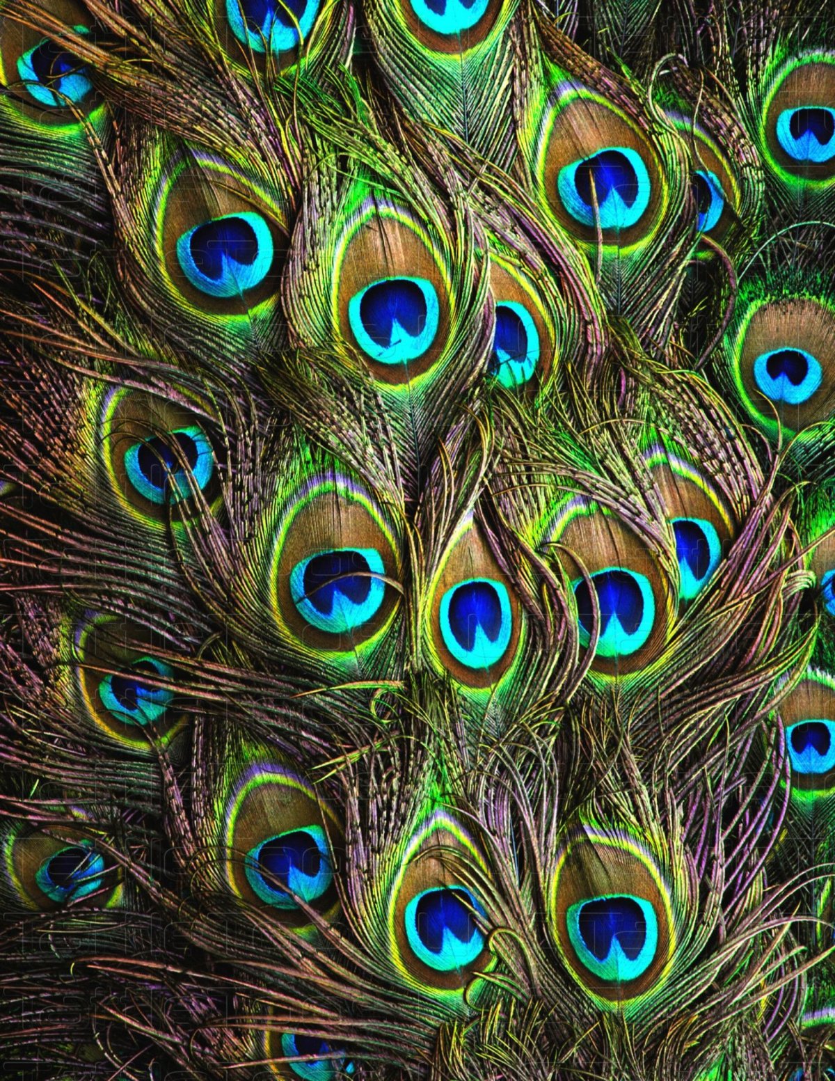 Разноцветные перья