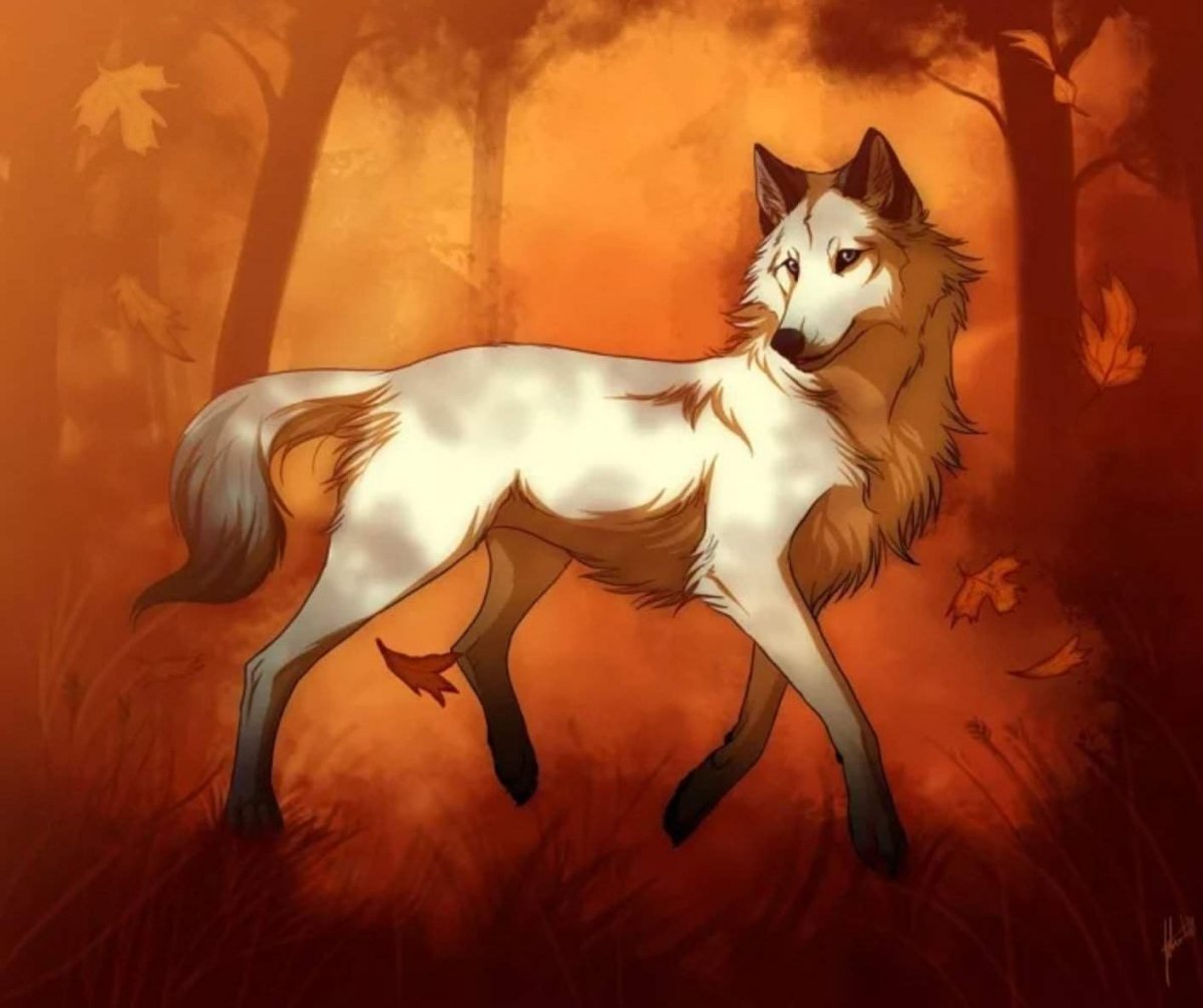 Рыжий волк арт
