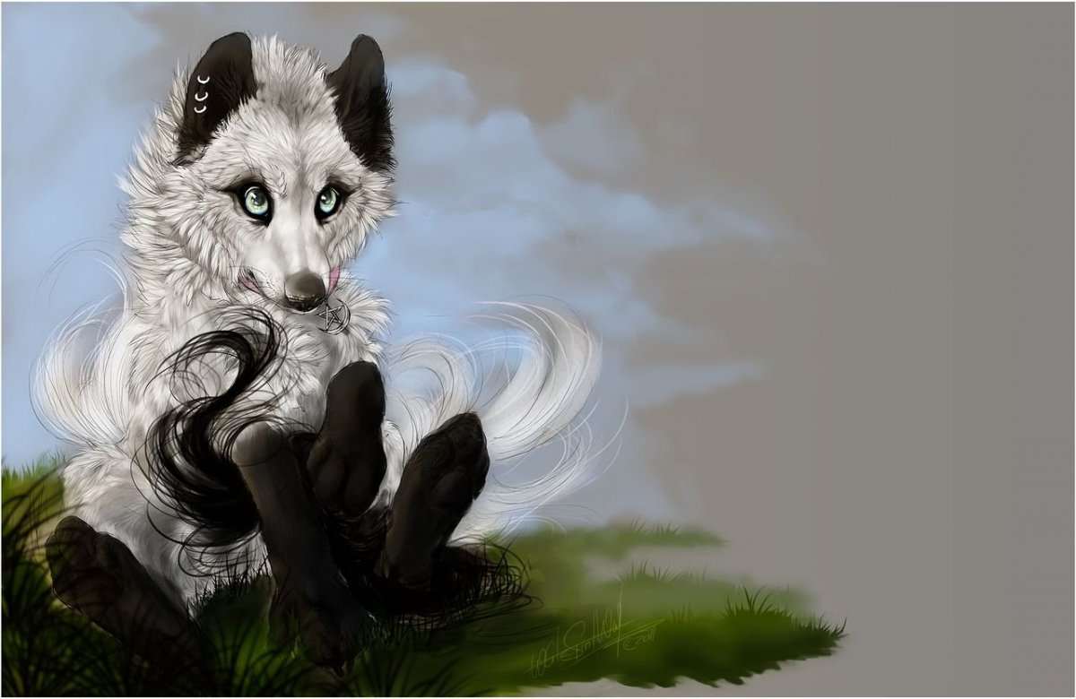 Необычные волки