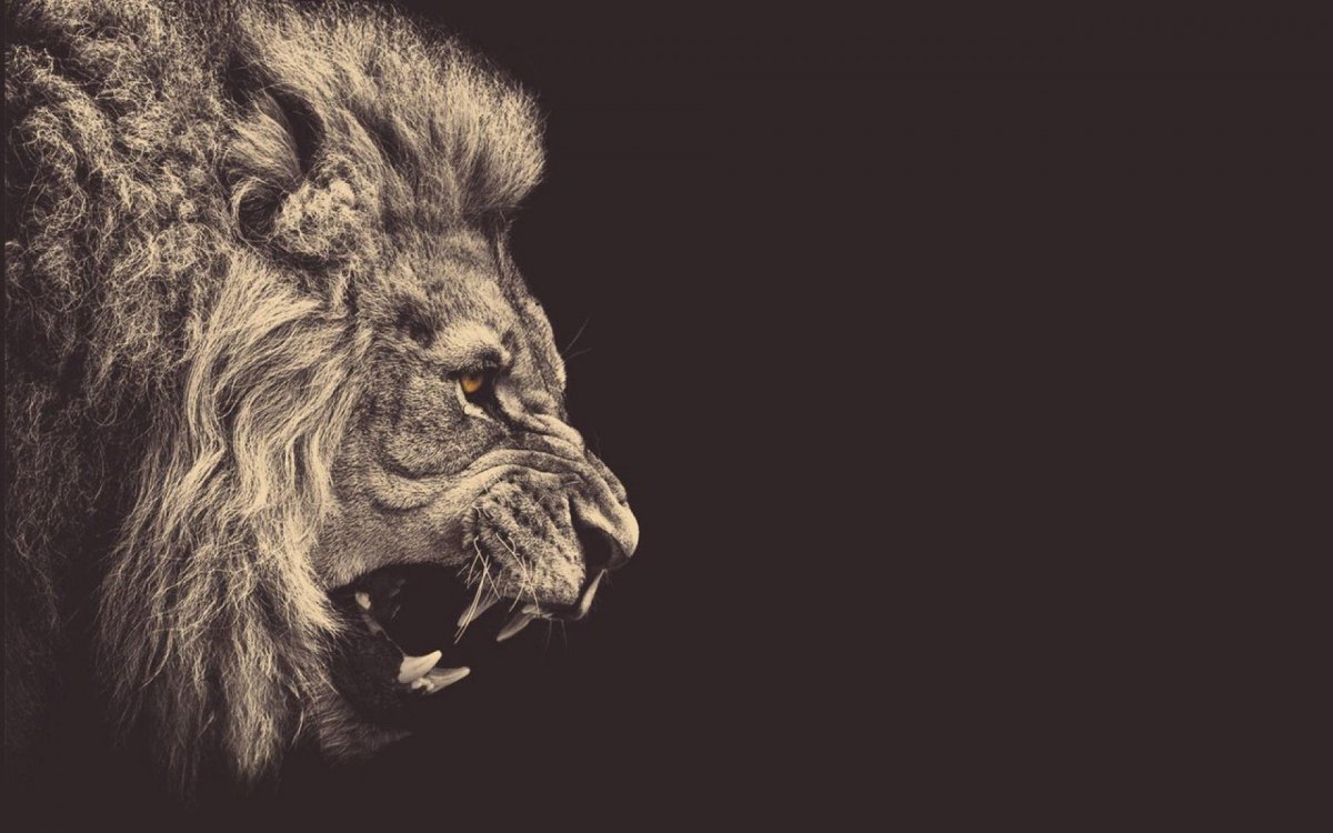 Лев на темном фоне