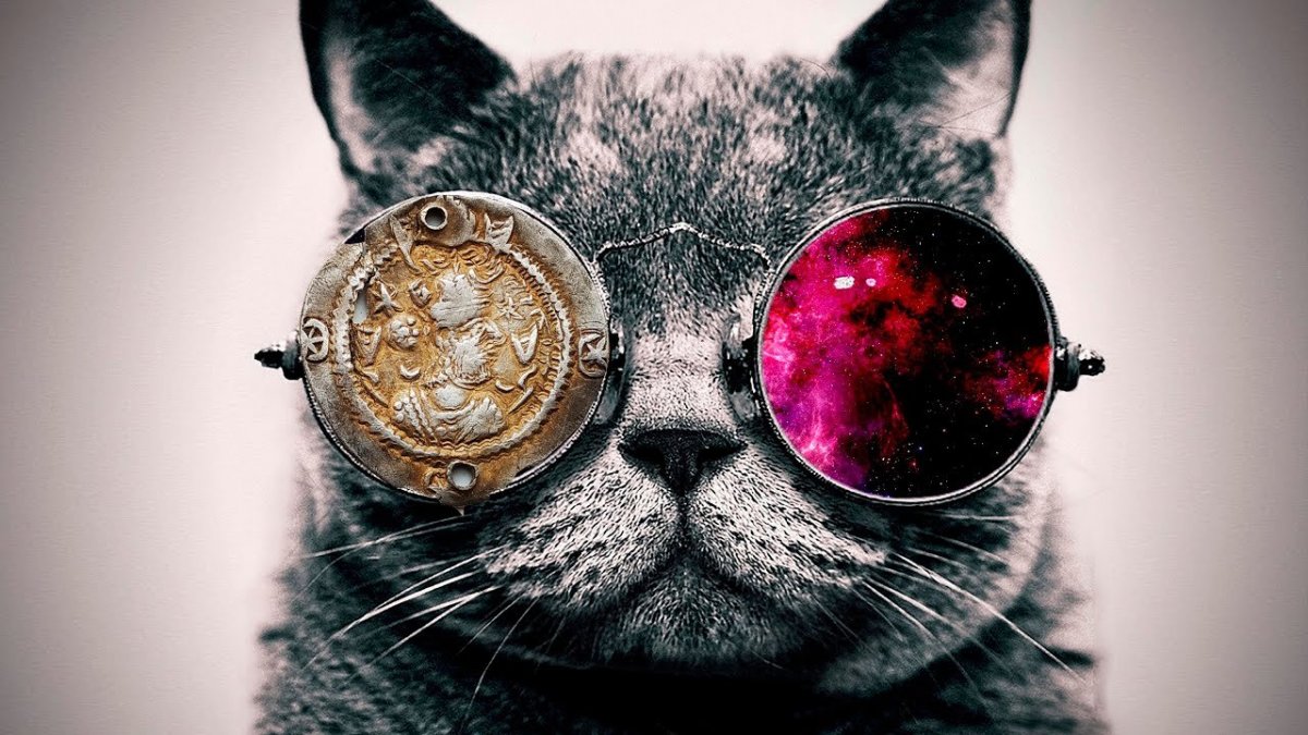 Кот в очках