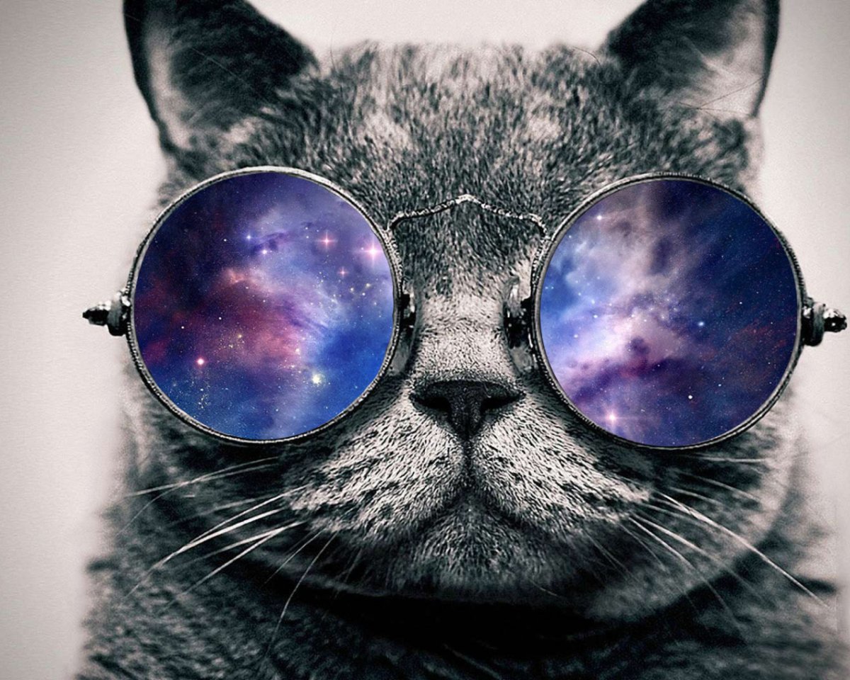 Котик в очках вектор