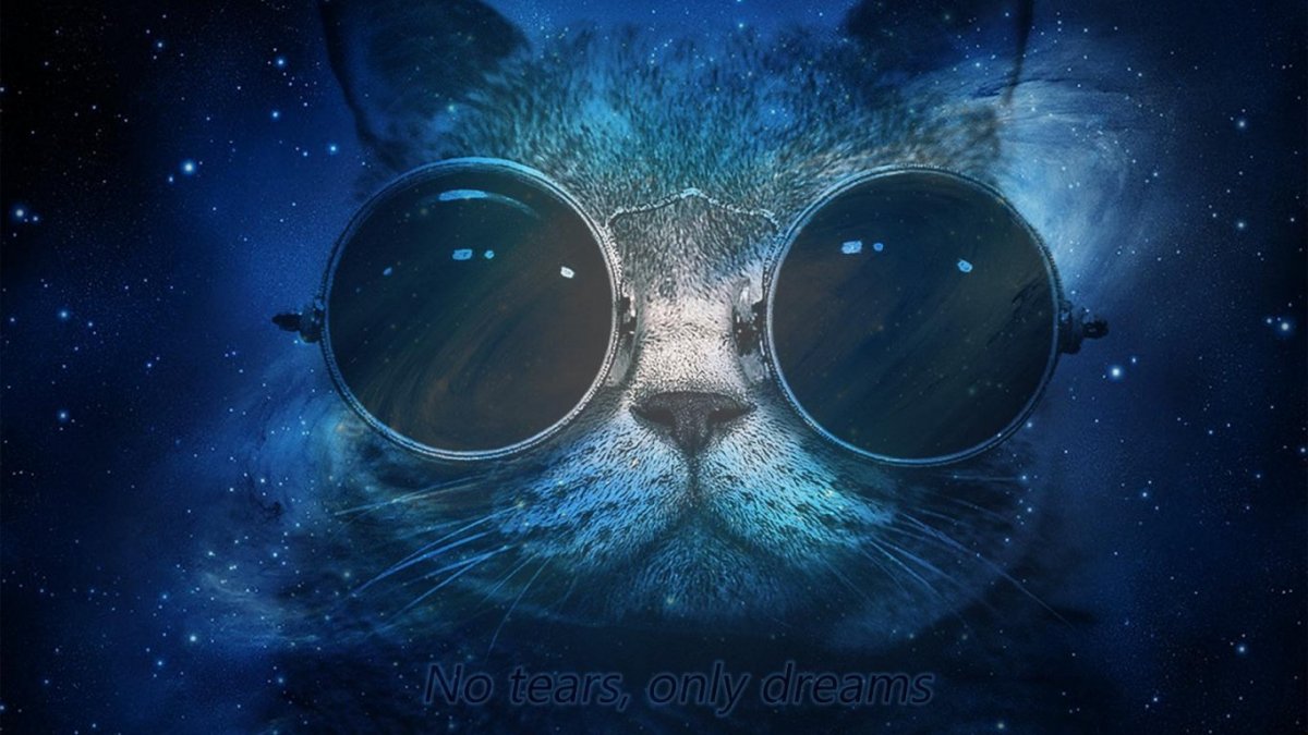 Постер кот в очках