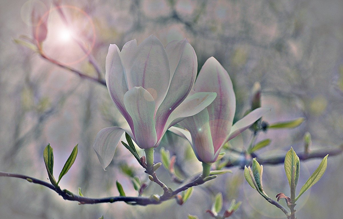 Магнолия крупнолистная