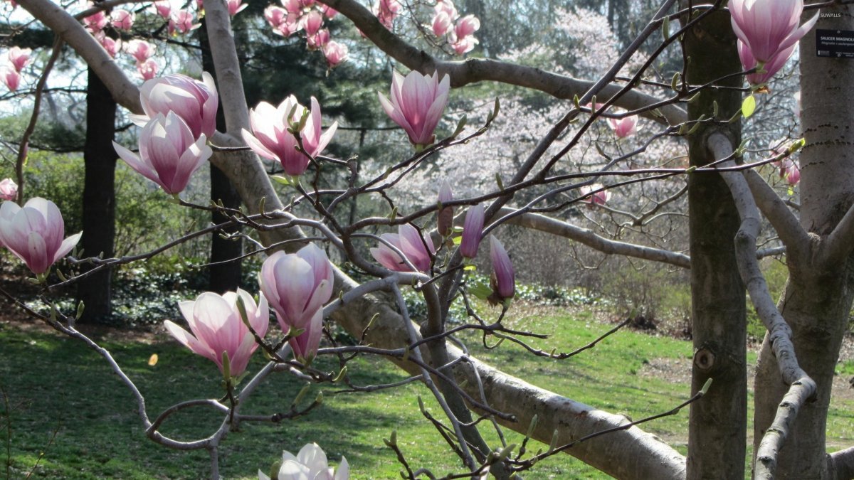 Цветущая Магнолия Кемер