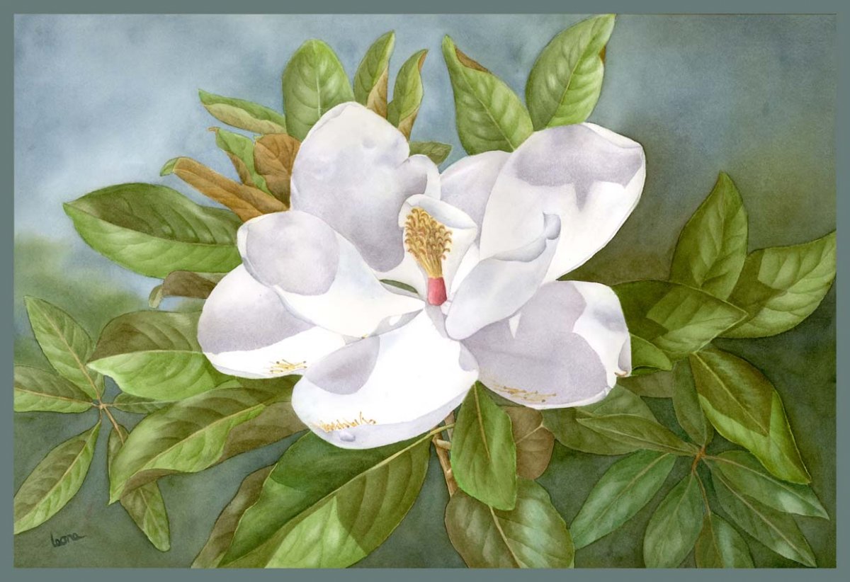 Магнолия пол Джонс Ботаническая живопись