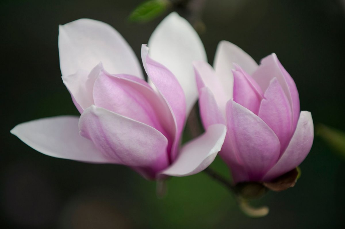 Цвета выделенные Магнолия