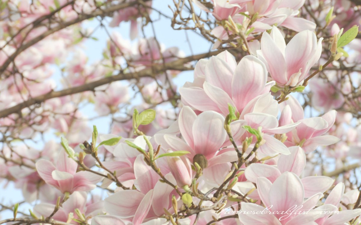 Магнолия в Стамбуле