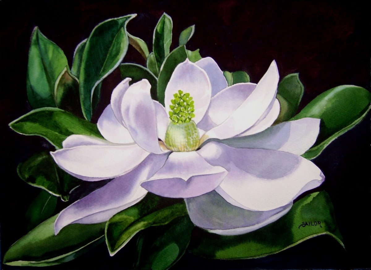 Цветок магнолии Лана Каминская