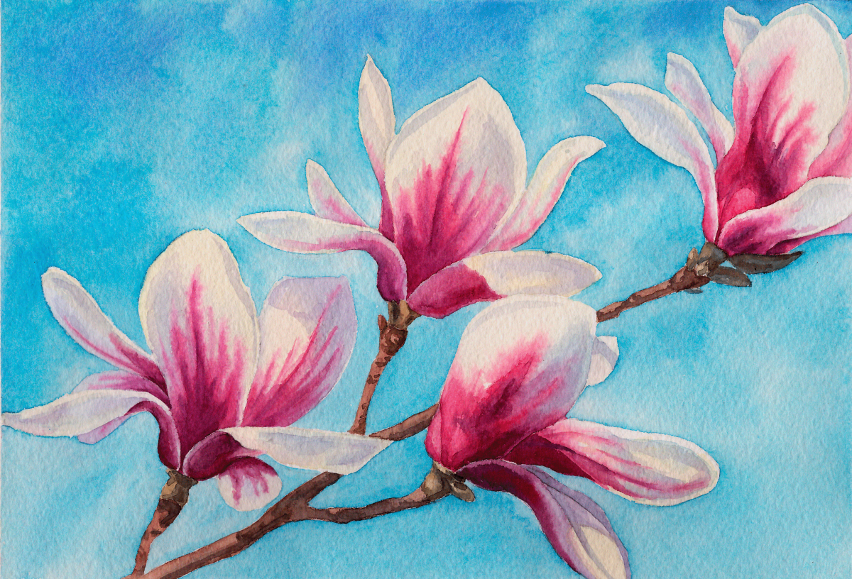 Магнолия цветок акварель