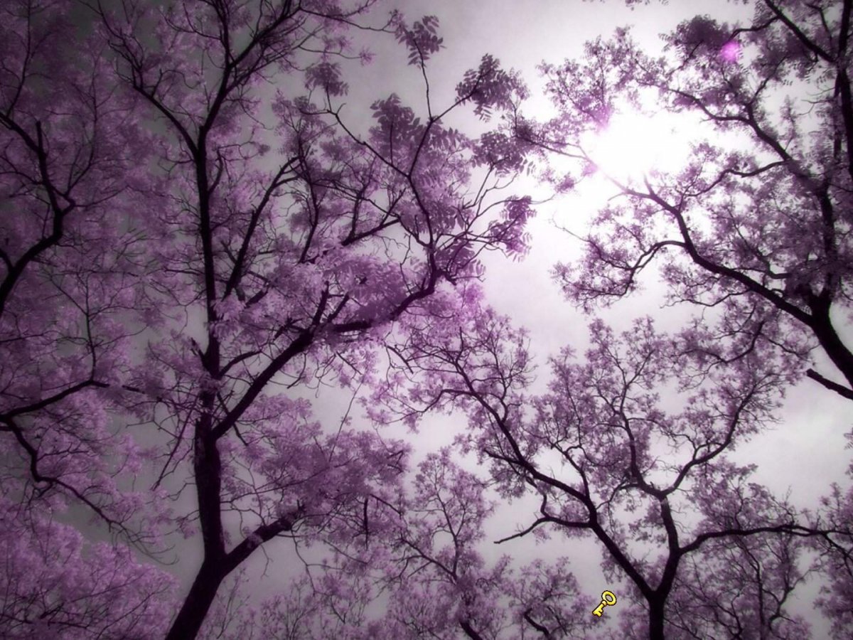 Цветы фиолетового цвета