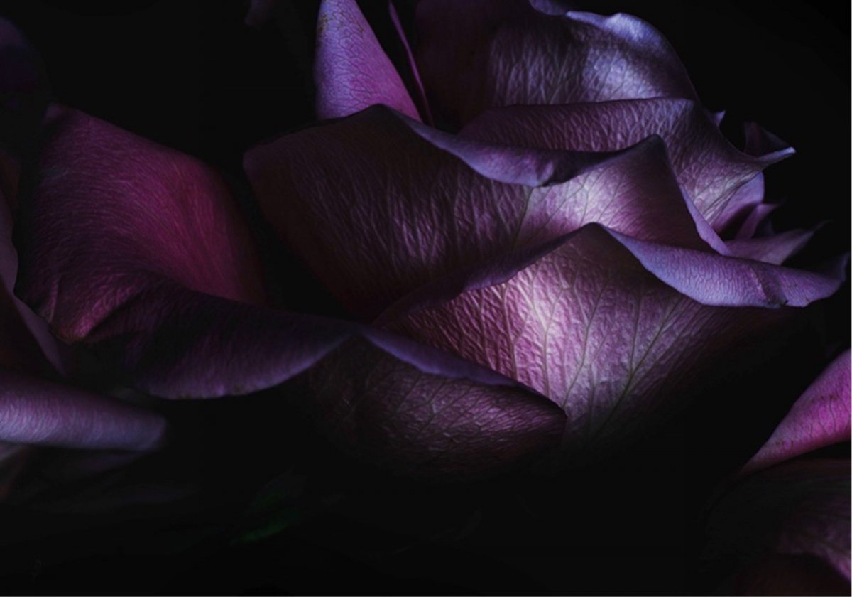 Цветы в темноте