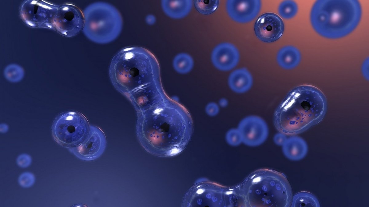 Клетка биология