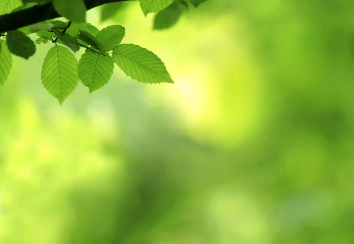 Природный фон для презентации