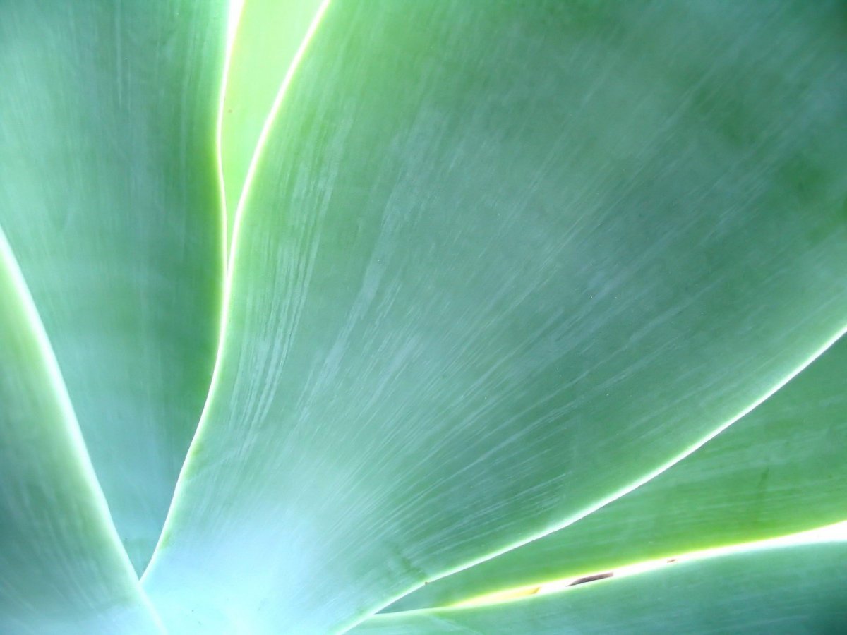 Заставка для презентации по биологии