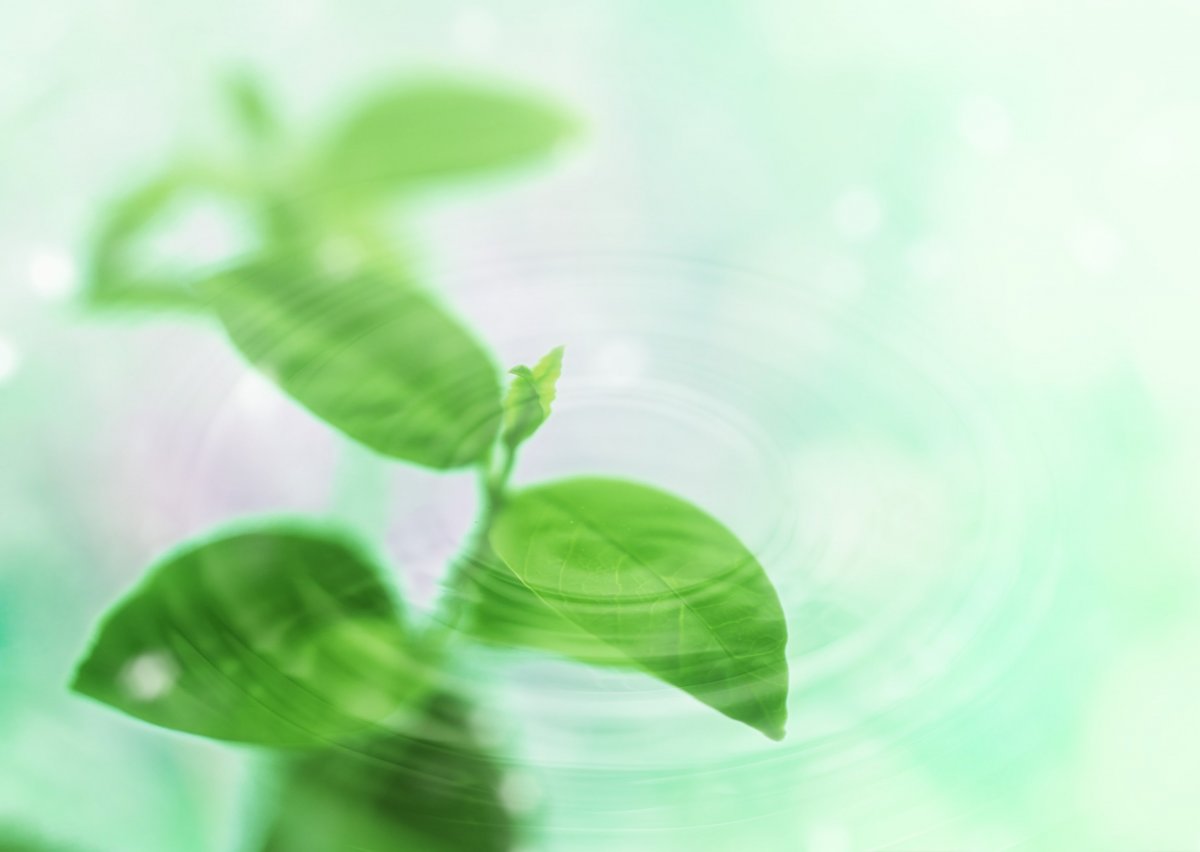 Экология фон