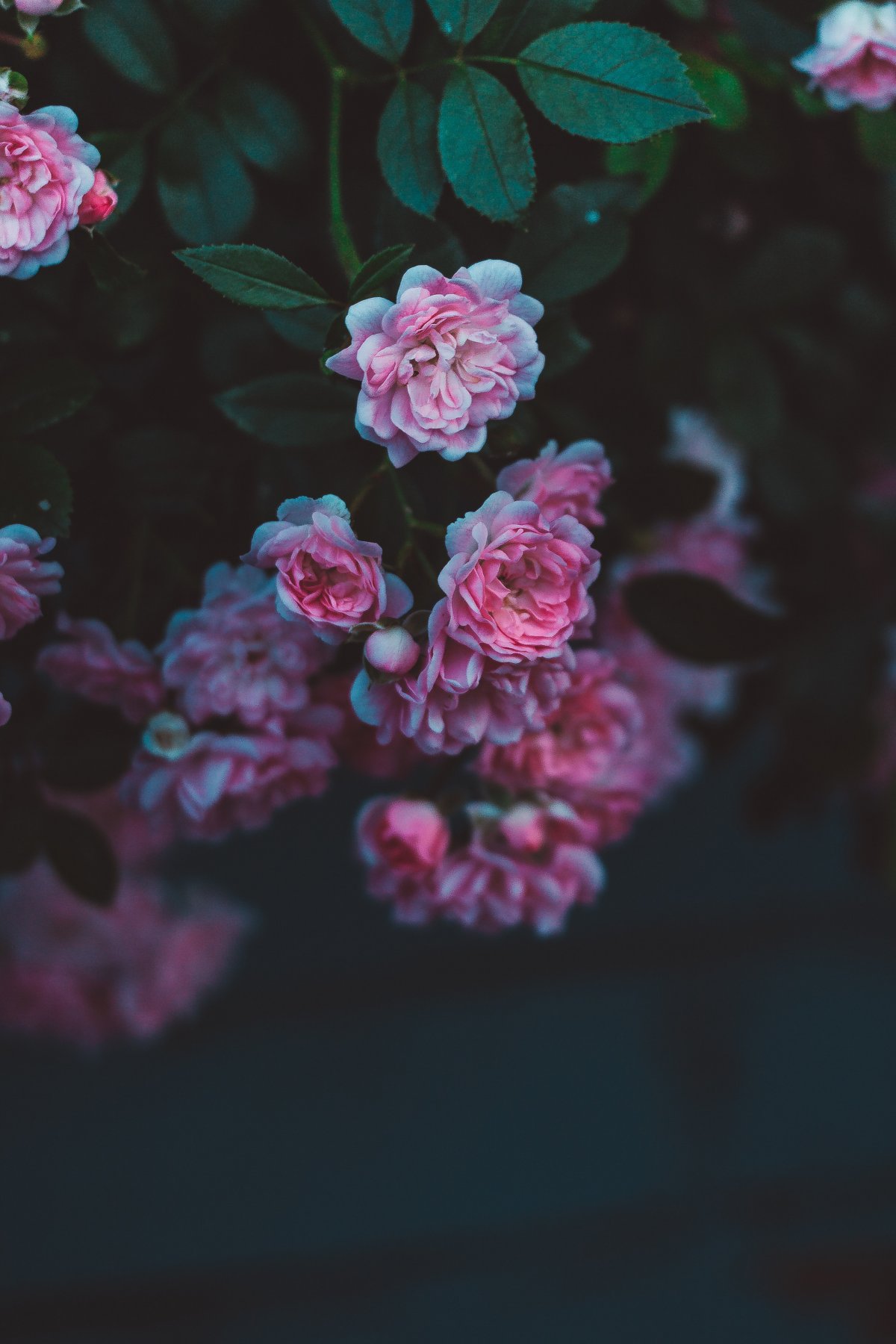 Цветы Эстетика