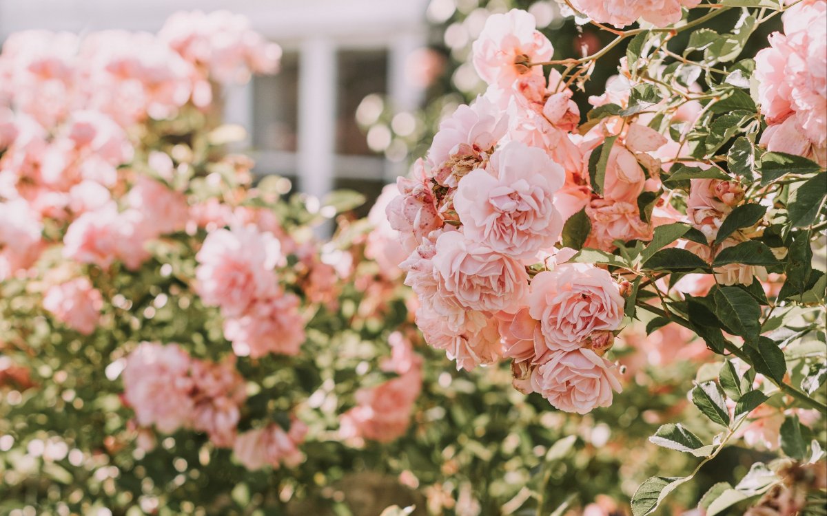 Розы кустистые Буш пинк4к