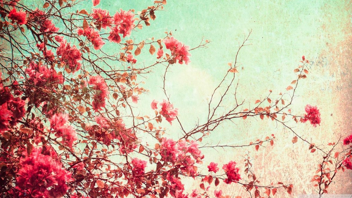 Фотофон Сакура